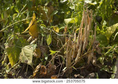 Dry, Ripe Beans Grow In The Garden, Long Beans, Food