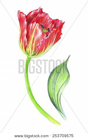 Hand Drawing Of A Realistic Tulip On A Stem