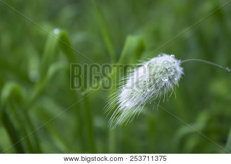 Lagurus - Soft And Fluffy Plant, Dried Flowers Used To Make Bouq