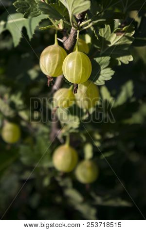 Ripe Gooseberry On A Branch Grows In A Sunny Day, Useful Berries