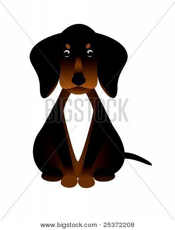 Dachshund