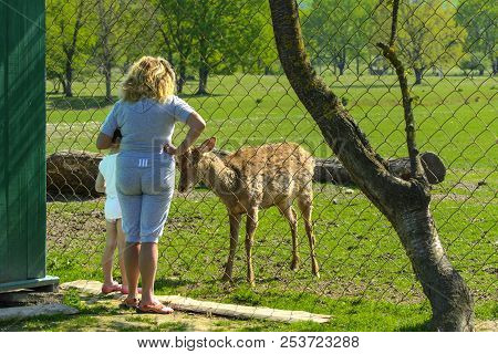 Khust, Ukraine - April 28, 2018. A Little Girl Feeds A Young Deer In A Zoo In The Summer During The 