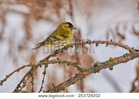Siskin (spinus Spinus) Flew For Food At The Bird Feeder And Sits On A Branch Of Larch.