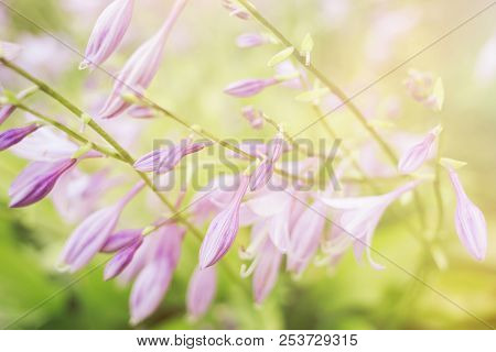 Beautiful Purple Hosta Flower. Soft Focus Image.