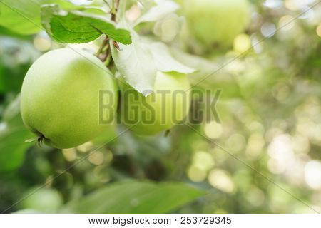 Two Green Apples On Branch In Orchard. Close-up View.