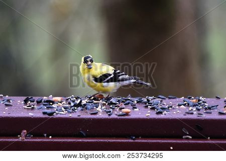 American Goldfinch Chordata Black And Yellow Eating Birdseed Sunflower Seed In A Back Porch Deck