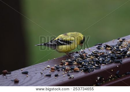 American Goldfinch Chordata Black And Yellow Eating Birdseed Sunflower Seed In A Back Porch Deck