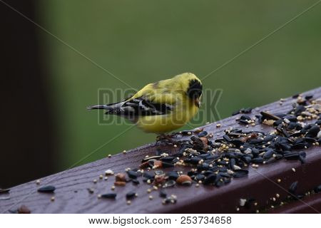 American Goldfinch Chordata Black And Yellow Eating Birdseed Sunflower Seed In A Back Porch Deck