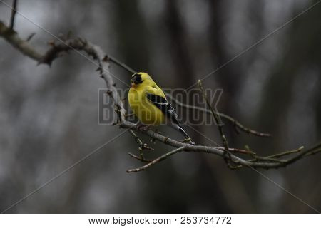 American Goldfinch Chordata Black And Yellow Perched On A Tree Branch Limb