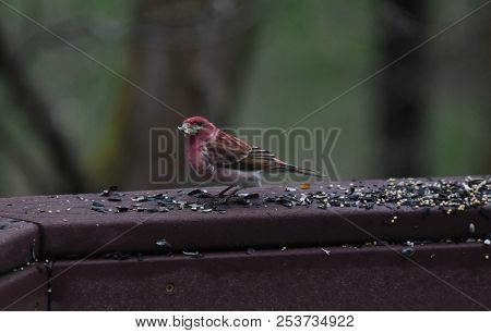 House Finch Bird Red Eating Birdseed Sunflower Seed On A Backyard Deck Porch