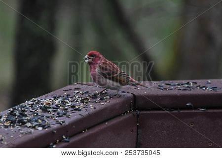 House Finch Bird Red Eating Birdseed Sunflower Seed On A Backyard Deck Porch