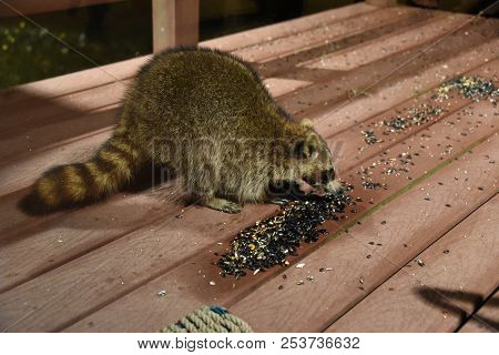 Raccoon Procyon Lotor Eating Birdseed Sunflower Seed On Back Porch Deck Wild Animal Brown Fur