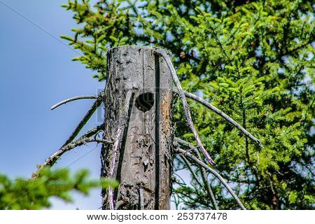 Wood Pecker Hole In An Old Tree In Northern Minnesota. Home For Something