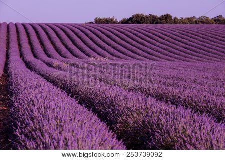 levender field  purple aromatic flowers  near valensole in provence france