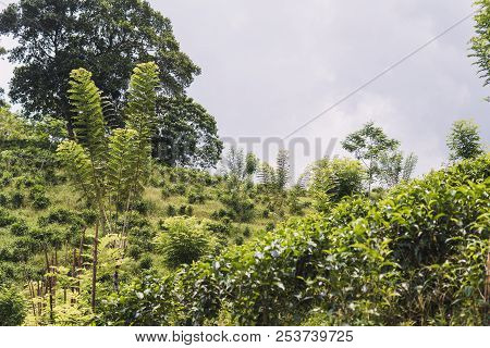Tea Plantations Around Munnar, Tea Estate Hills In Kerala State, Idukki District, India