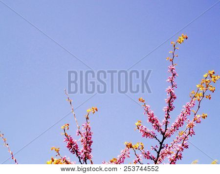 Tree Branches With Colored Flowers In Spring In The Park Garden