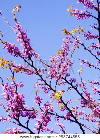 Tree Branches With Colored Flowers In Spring In The Park Garden