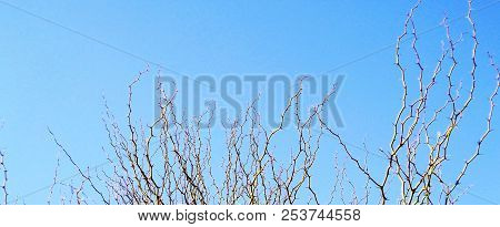 Tree Branches With Colored Flowers In Spring In The Park Garden