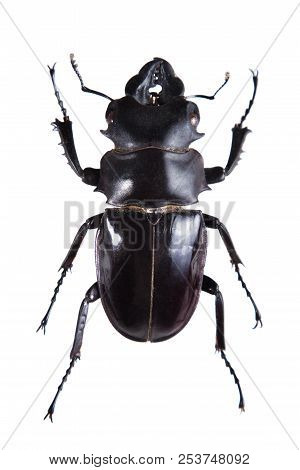 Black Stag Beetle On The White Background