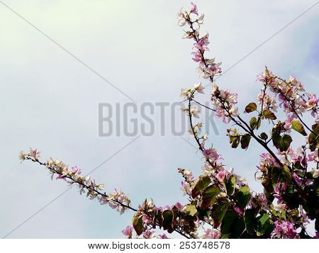 Tree Branches With Colored Flowers In Spring In The Park Garden