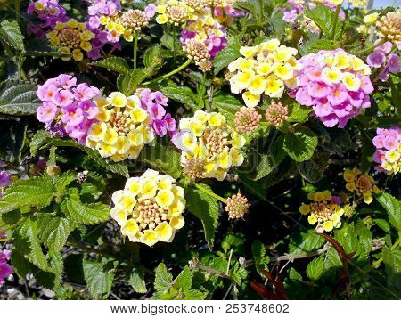 Branches With Colored Flowers In Spring In The Park Garden