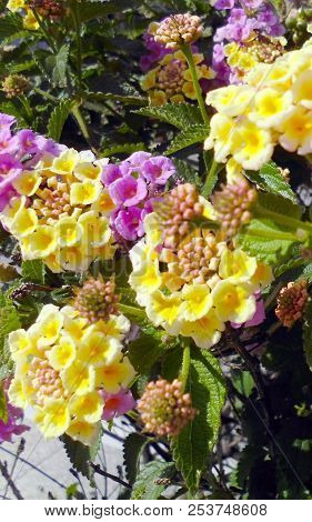 Branches With Colored Flowers In Spring In The Park Garden