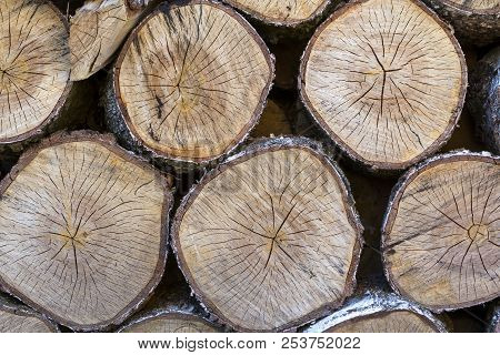 Top View Of Big Old Circular Soft Brown Vintage Crackled Wooden Tree Stumps Cut In Section For Backg