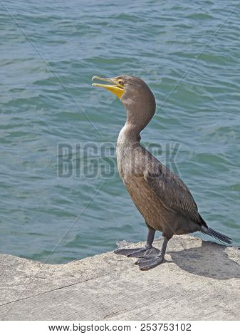 Its Yellow Hooked Beak Open, A Double-crested Cormorant Stands On A Pier Overlooking Lake Michigan A