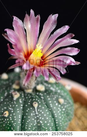 Astrophytum Asterias With Pink Flower On Black Background.