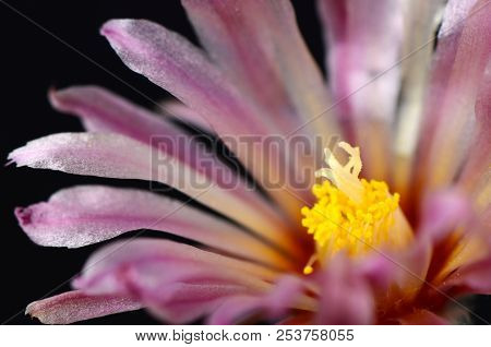 Astrophytum Asterias With Pink Flower On Black Background.