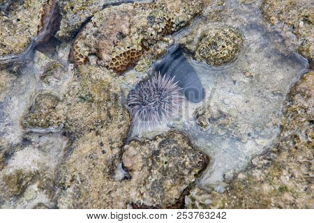 Burrowing urchin (Echinometra mathaei), immersed in a low tide puddle. Okinawa Japan.
Species of sea urchin in the Echinometridae family. Found in shallow waters in the Indo-Pacific region.