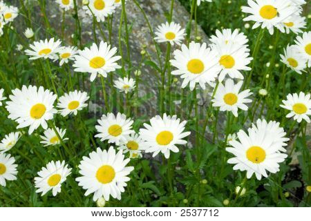 Camomiles