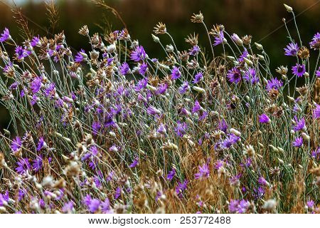 Pink And Purple Flowers Immortelle (xeranthemum Annuum) In The Garden. Cute Little Purple Flowers. T