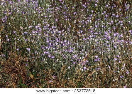 Pink And Purple Flowers Immortelle (xeranthemum Annuum) In The Garden. Cute Little Purple Flowers. T