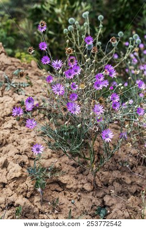 Pink And Purple Flowers Immortelle (xeranthemum Annuum) In The Garden. Cute Little Purple Flowers. T