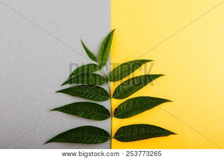 Green Tropical Leaves On A Yellow-gray Background. Minimal Style Design With Plants. Abstract Backgr