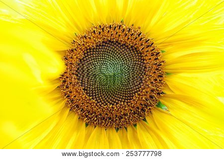 A Wasp Flies Near A Sunflower, A Close-up Of One Young Bright Yellow Sunflower On A Sunflower Field 
