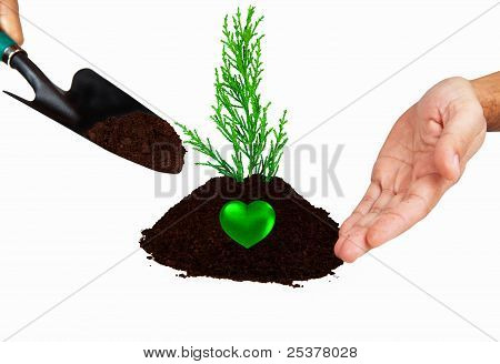 种植一棵小树