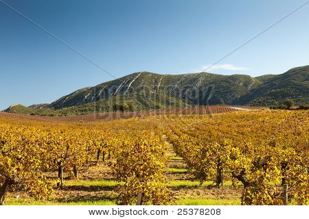 Herbst-Weinberg.