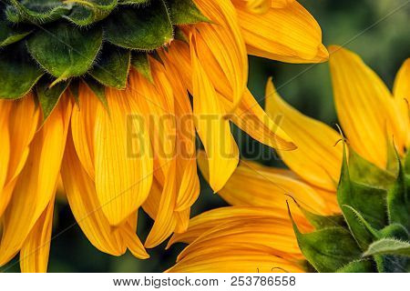 A Close-up Of One Young Bright Yellow Sunflower On A Sunflower Field In A Warm Sunny Day, The Backgr