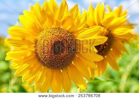 A Close-up Of One Young Bright Yellow Sunflower On A Sunflower Field In A Warm Sunny Day, The Backgr