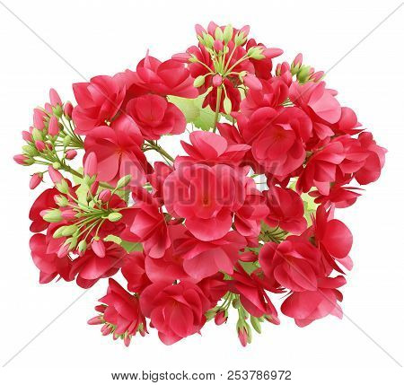 Top View Of Red Geranium Flowers Isolated On White Background. 3d Illustration