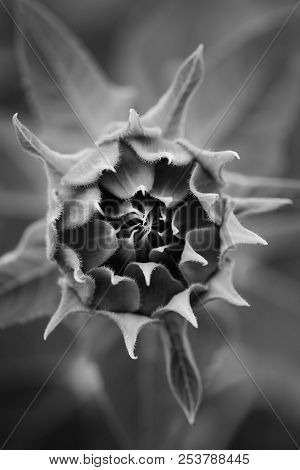 Not Blooming Macro Sunflower In Monochrome On The Darc Background