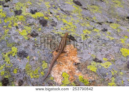 Lizard Brown Gray Yellow With Tail Creeps Hiding On The Structural Stone Of The Rock, Covered With M