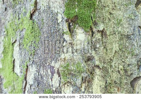 Old Tree Bark, Natural Wood Texture, Green Moss