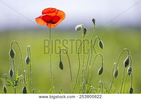 Close-up Of Tender Blooming Lit By Summer Sun One Red Wild Poppy And Undiluted Flower Buds On High S