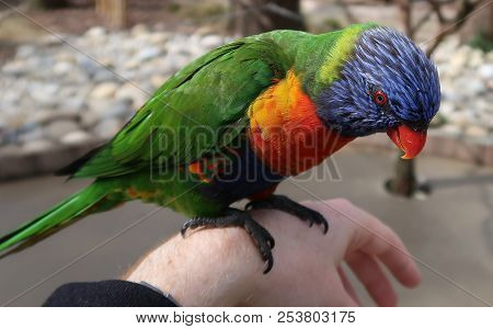 Photography Of A Rainbow Lorikeet (scientific Name: Trichoglossus Moluccanus)