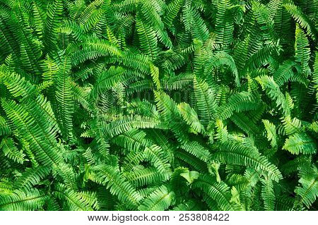 Green Fern Plant Texture