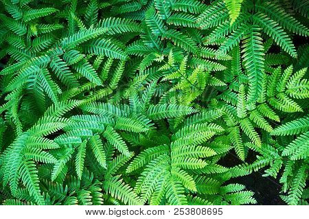 Green Fern Plant Texture