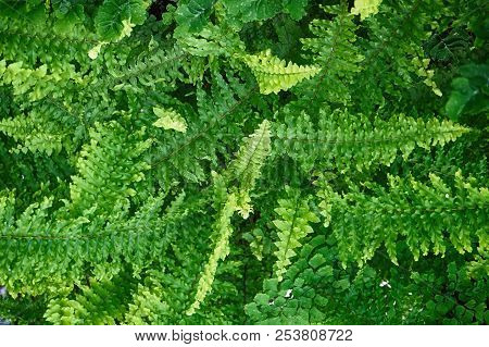 Green Fern Plant Texture